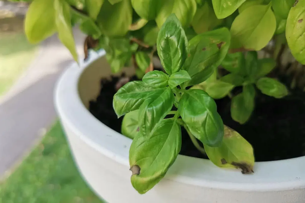 Sunburn: So Much Sun Can Basil Tolerate