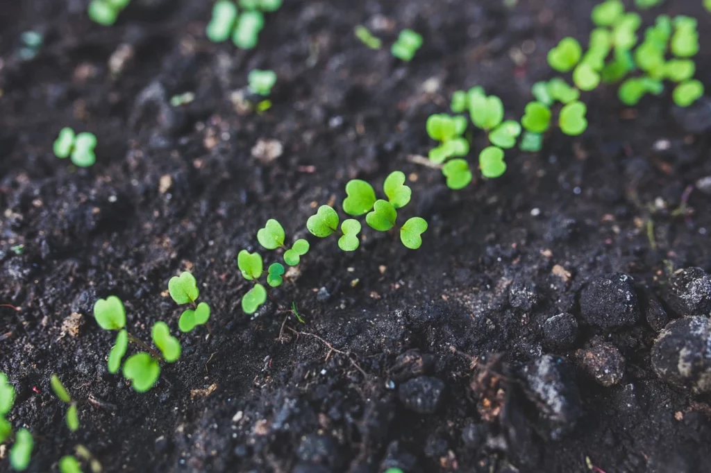 How To Sow, Plant & Harvest Arugula