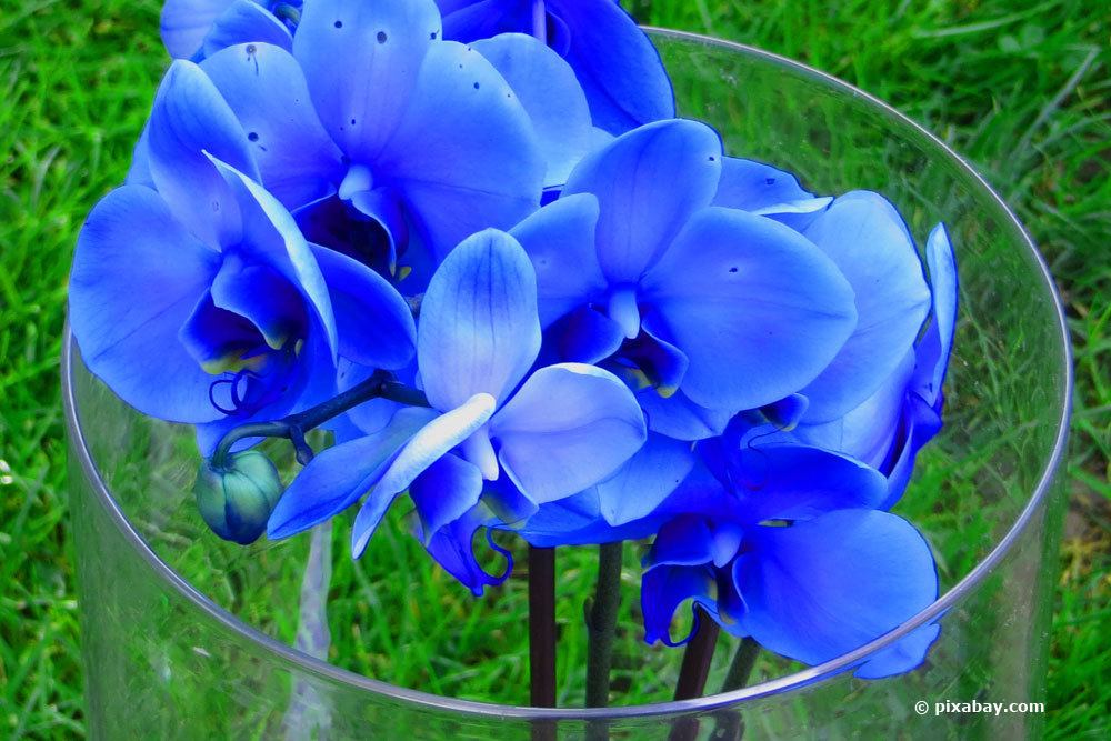 Blue Orchid: How To Dye Orchids Blue Yourself