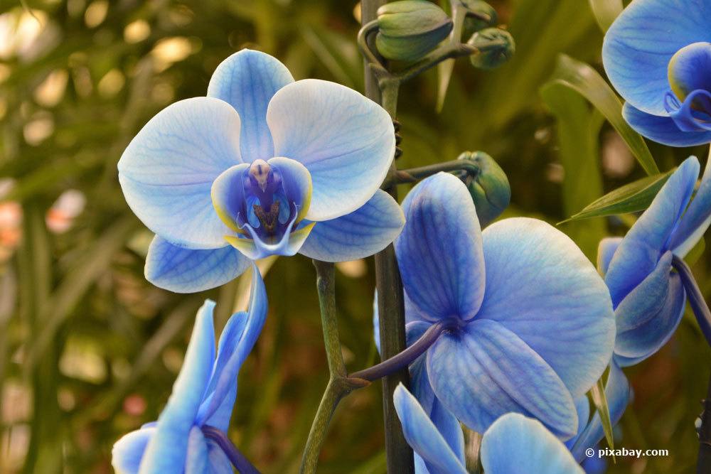 Blue Orchid: How To Dye Orchids Blue Yourself