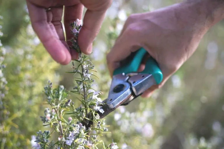 Should You Cut The Flowers Off My Thyme?