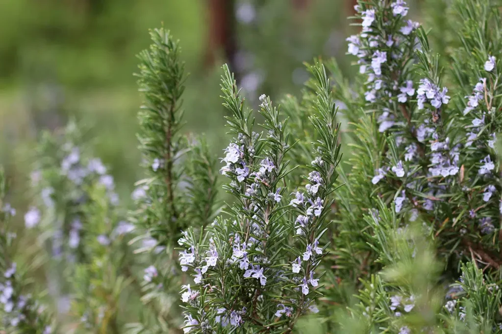 Flowering Rosemary: Is It Still Edible?