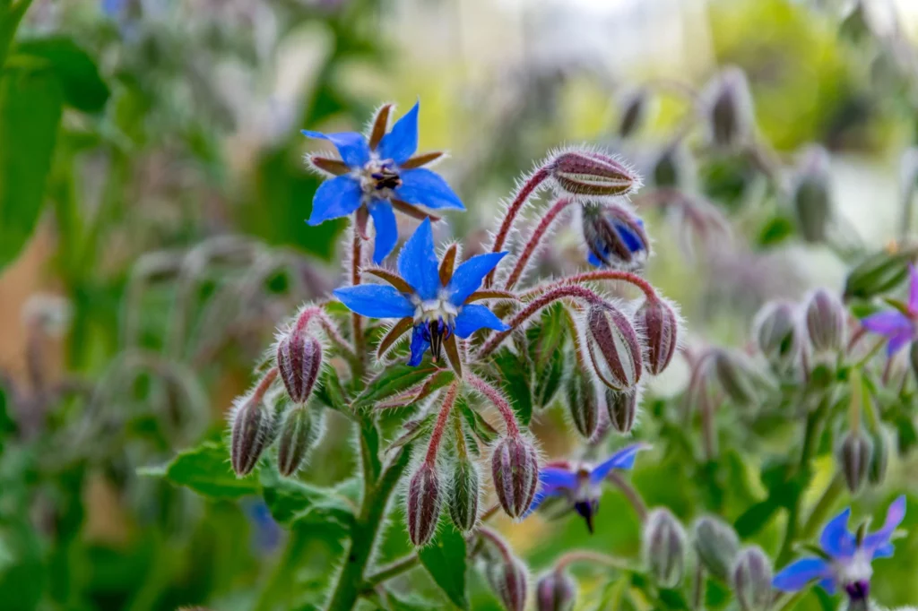 How To Make The Permaculture Garden A Success