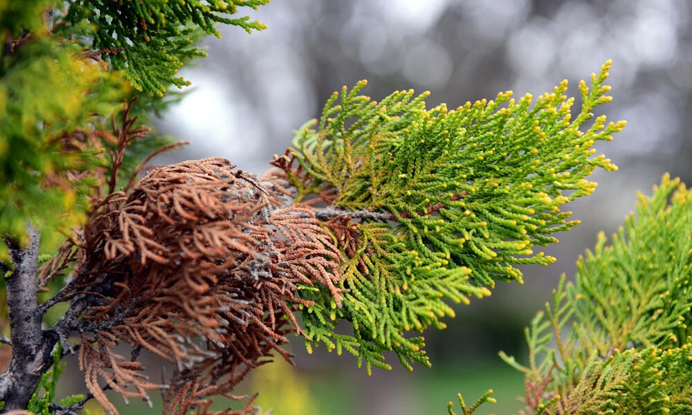 When The Thuja Turns Brown: What You Can Do