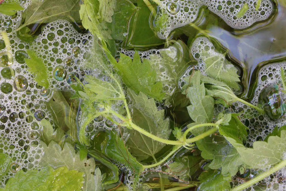 White Spots On Herbs: What To Do?