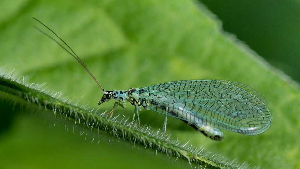 Beneficial Insects - Animal Helpers In The Garden