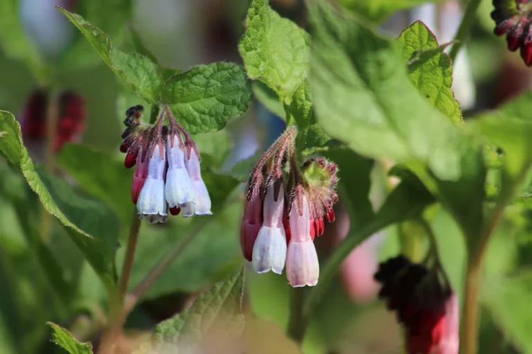 Comfrey: Planting, Care And Harvesting