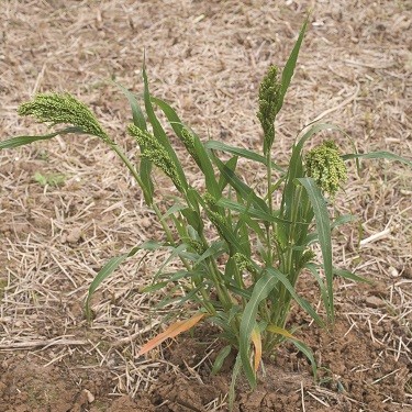 Millet In The Lawn: How To Properly Combat Crabgrass