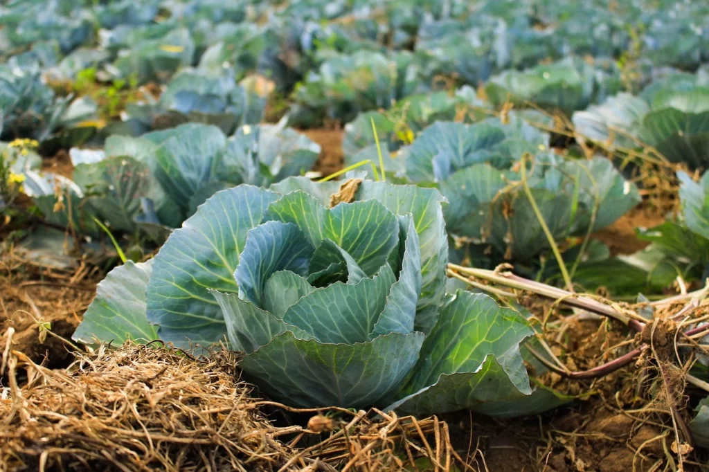 Planting Cabbage - How To Succeed In Growing