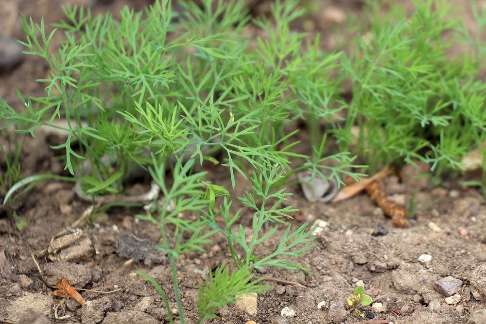 What Kind Of Soil Do I Need For Herbs?