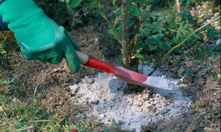 Ash As Fertilizer: Useful Or Not?