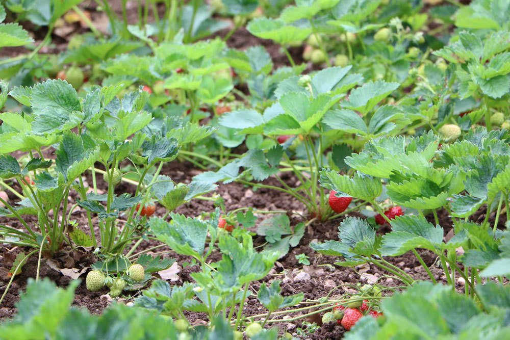 Transplant Strawberries: When Is The Best Time Of Year?