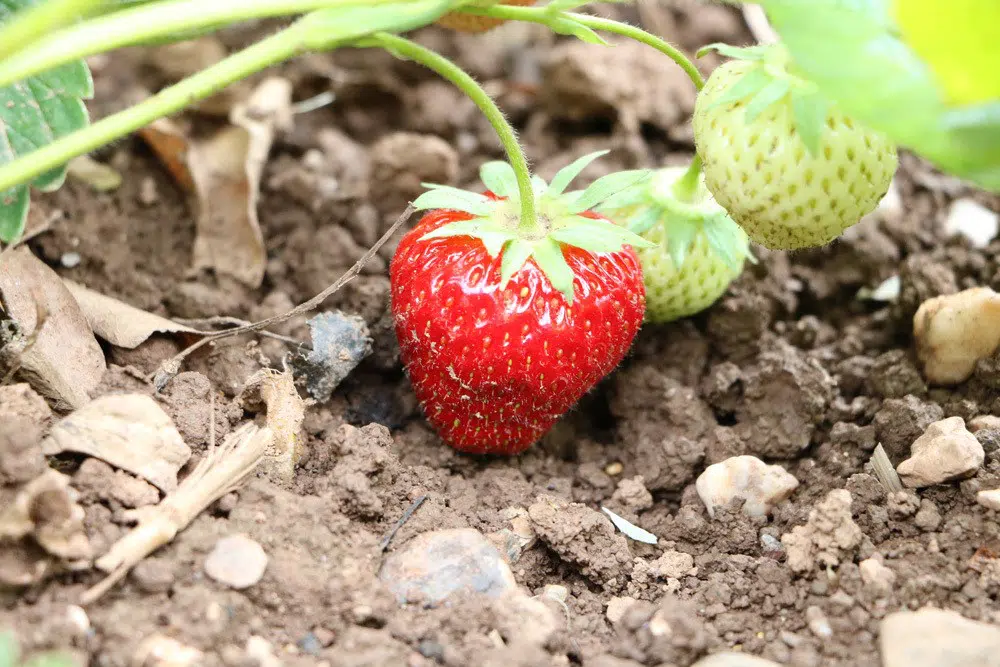 Transplant Strawberries: When Is The Best Time Of Year?