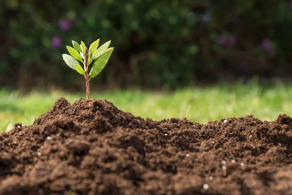 What Kind Of Soil Do I Need For Herbs?