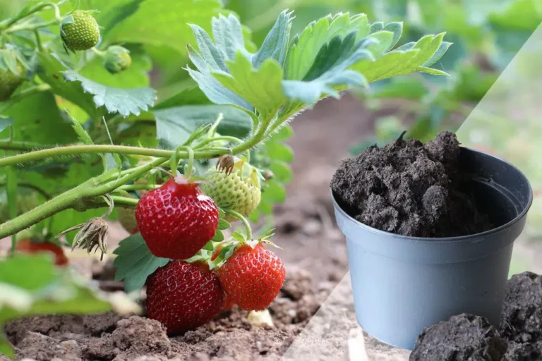 What Soil For Strawberries In The Bed And Tub?
