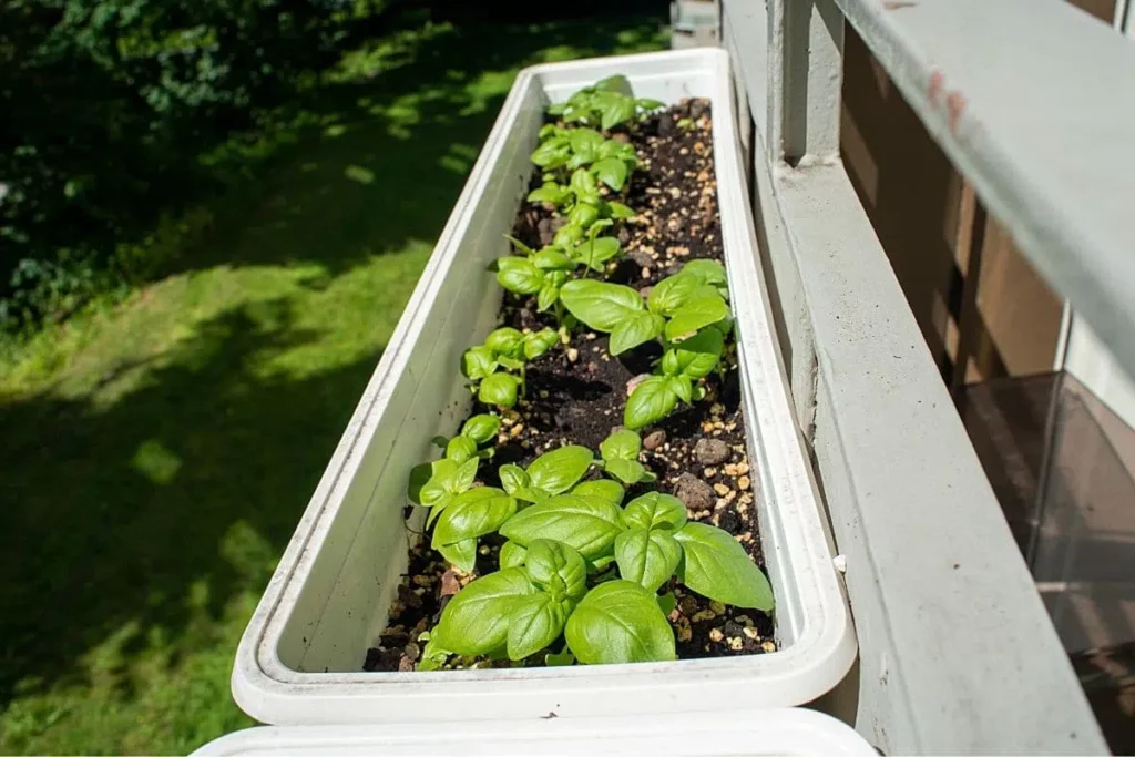 How Do You Take Care Of Basil On A Balcony?