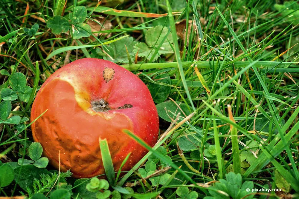 Are Rotten Apples Allowed In The Compost?