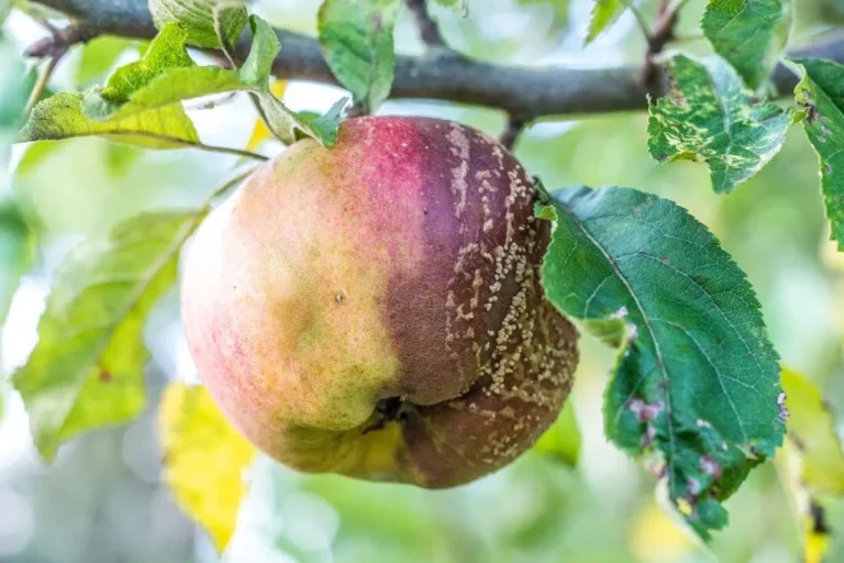 Apples Rot On The Tree: What To Do?