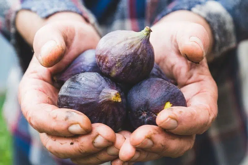 When Are Figs Ripe? | How To Recognize Ripe Fruit