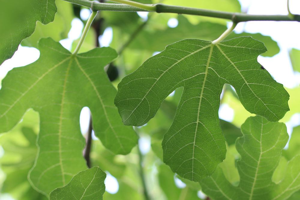 Fertilize Fig Tree - With What, When And How Often?