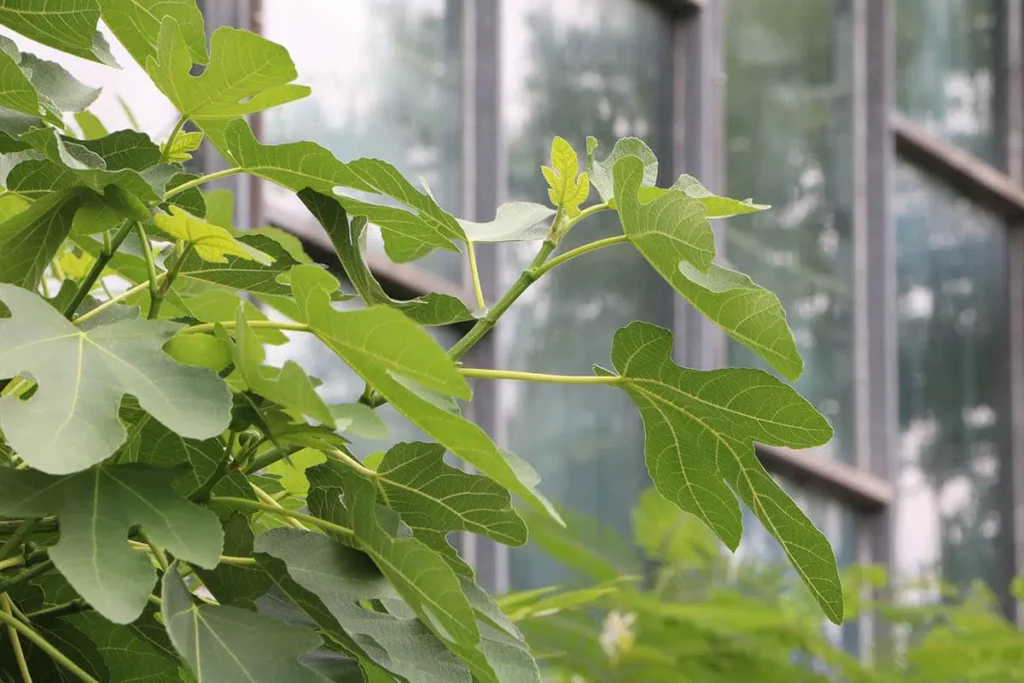 Summer Pruning: Pruning Fig Tree In Summer