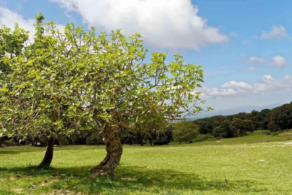 Summer Pruning: Pruning Fig Tree In Summer