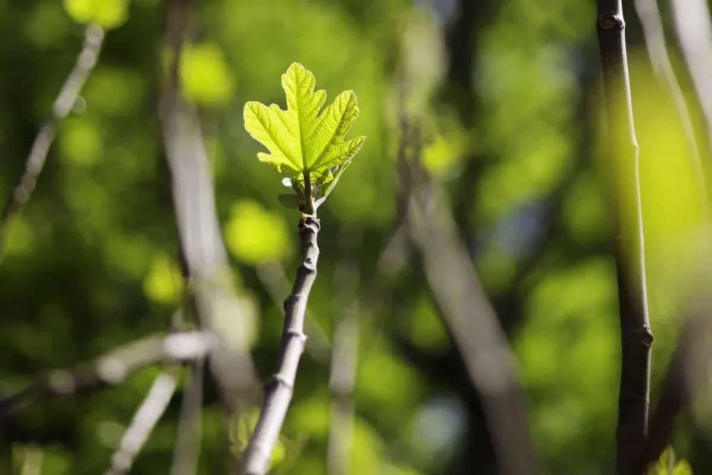 Summer Pruning: Pruning Fig Tree In Summer