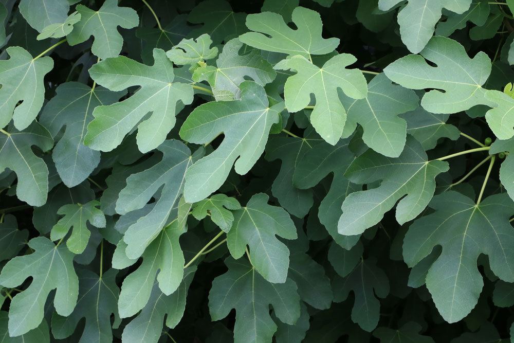 Pruning Fig Tree - The Basis Of Pruning Ficus Carica