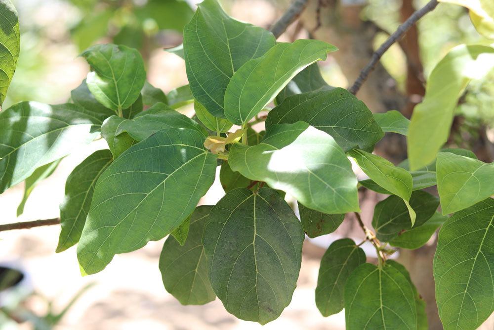 Pruning Fig Tree - The Basis Of Pruning Ficus Carica