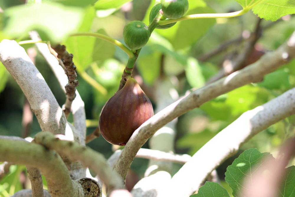 Pruning Fig Tree - The Basis Of Pruning Ficus Carica