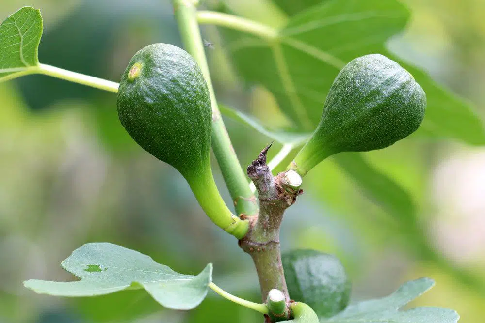 Fig Flower: Fig Tree Does Not Bear Flowers: What To Do?