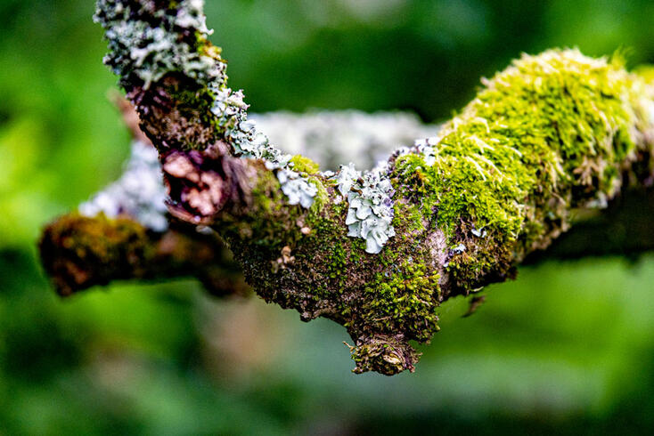 Removing Lichens: How To Make Paving Stones Clean Again