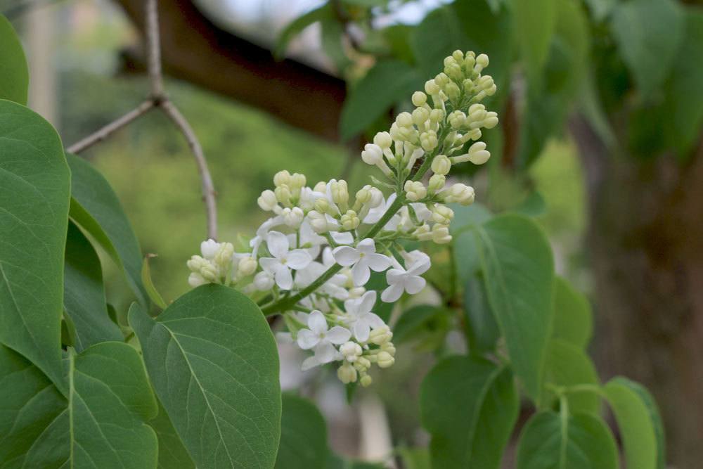 How To Rejuvenate Old Lilac Trees