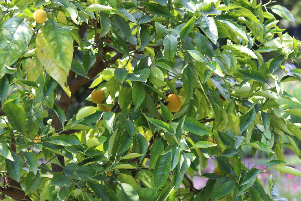 Repot Lemon Tree: When And How?