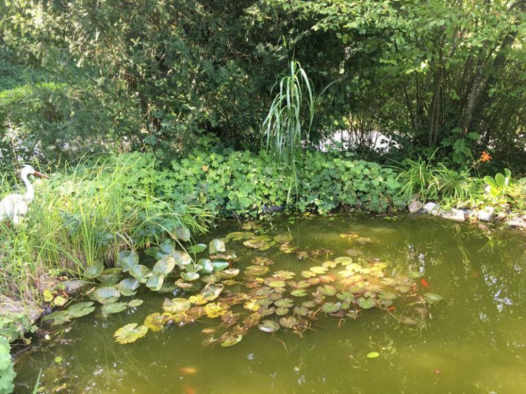 Garden Pond In The Spring: What To Do
