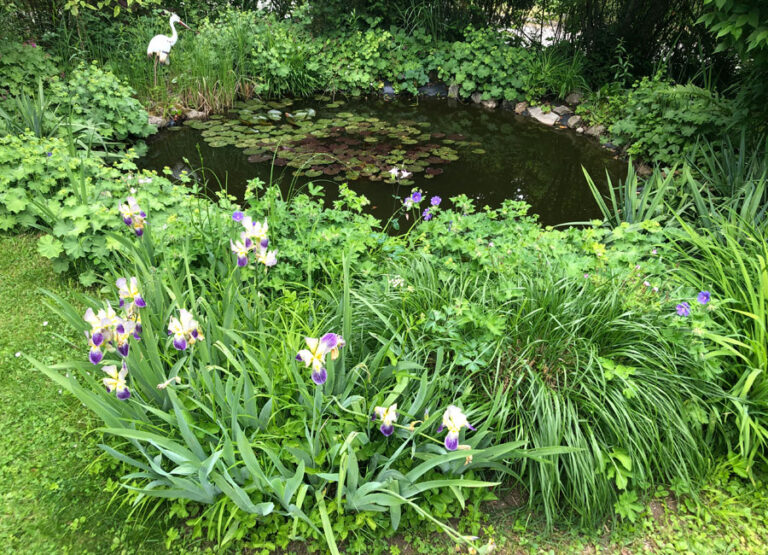 The Right Pond Plants For Your Garden Pond
