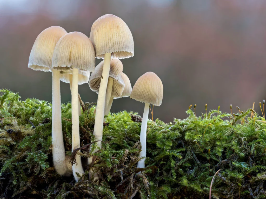 Recognize And Effectively Combat Fungal Species In The Garden