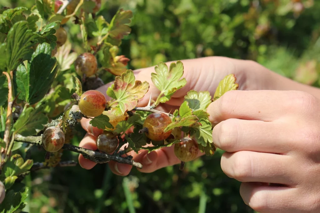 How To Plant & Prune Gooseberries