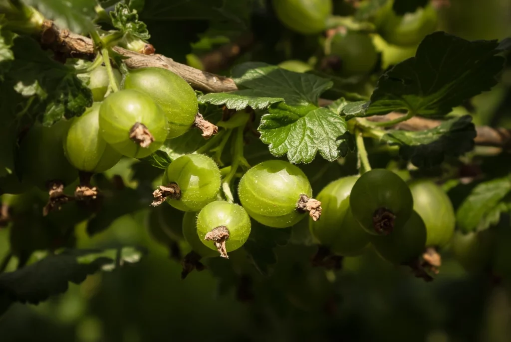 How To Plant & Prune Gooseberries