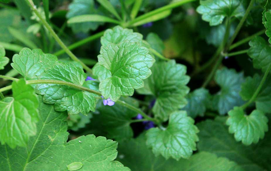 Ground Ivy In The Lawn: How To Combat It