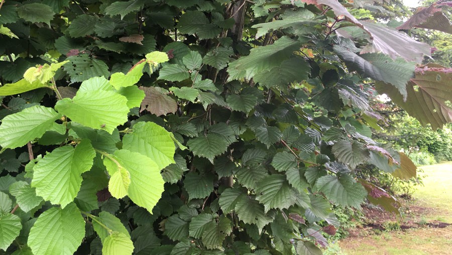Why You Need A Hazelnut Bush In The Garden