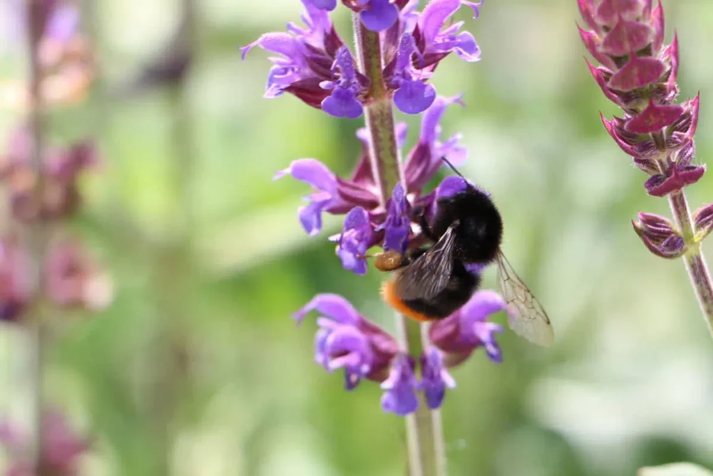 Is It Okay To Cut Off The Flowers Of Sage?