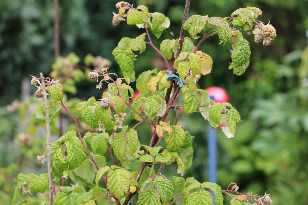 Fertilize Raspberries - When, With What And How?