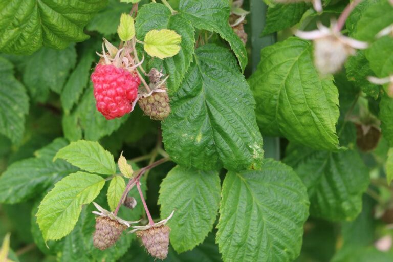 Fertilize Raspberries – When, With What And How?