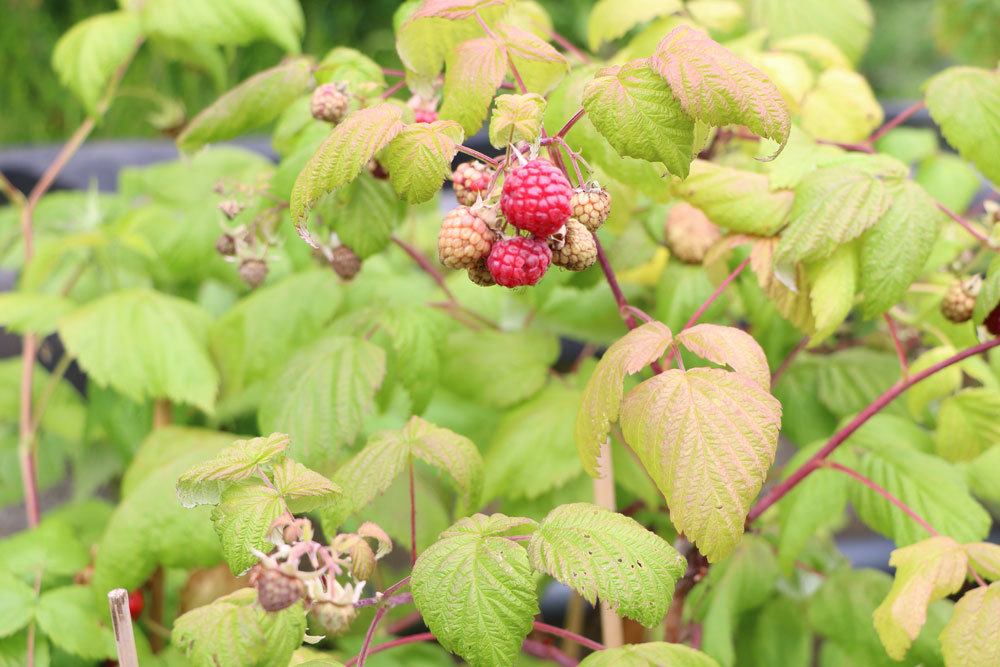 Fertilize Raspberries - When, With What And How?