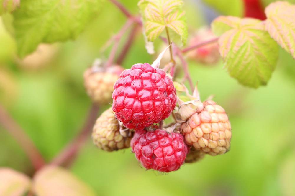 Diseases Of Raspberries - Detect And Combat