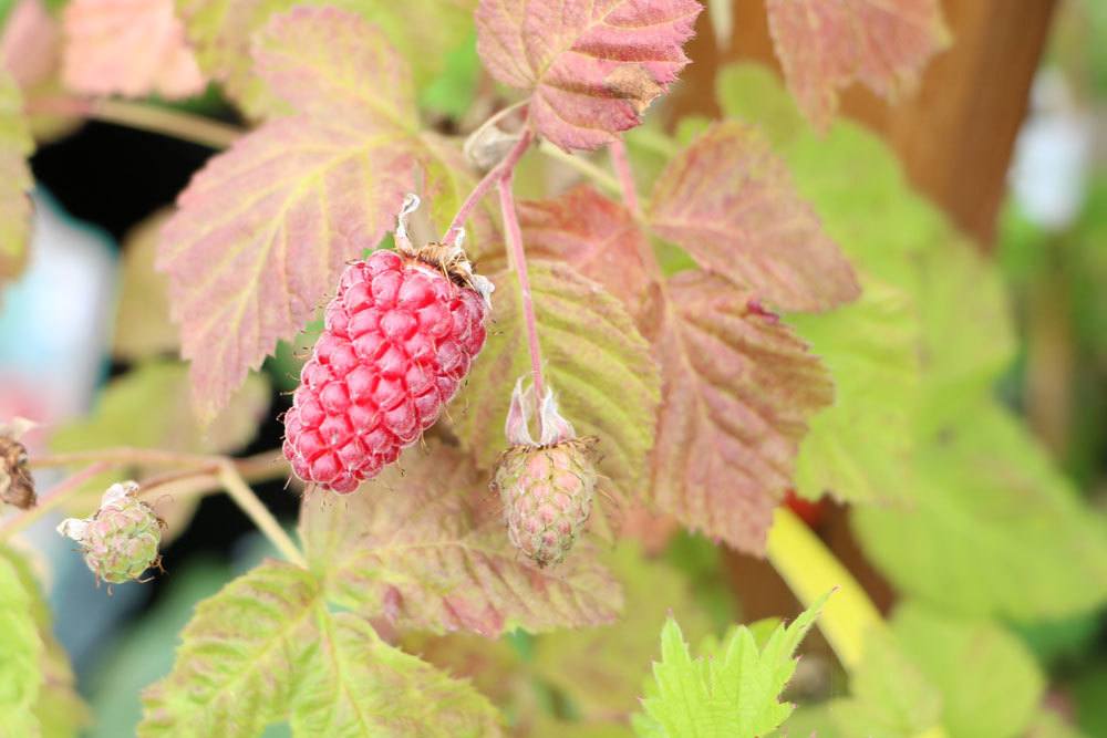 Diseases Of Raspberries - Detect And Combat