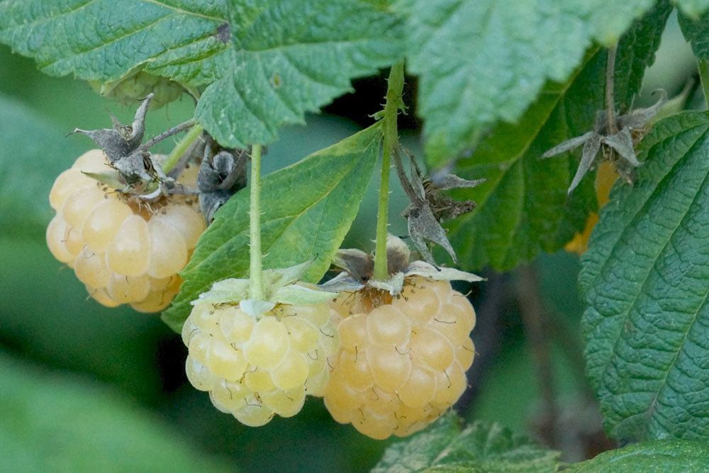 Pruning Raspberries - Everything Important About Pruning