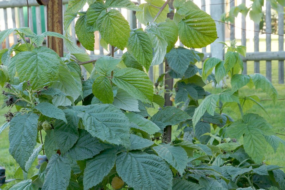 Pruning Raspberries - Everything Important About Pruning