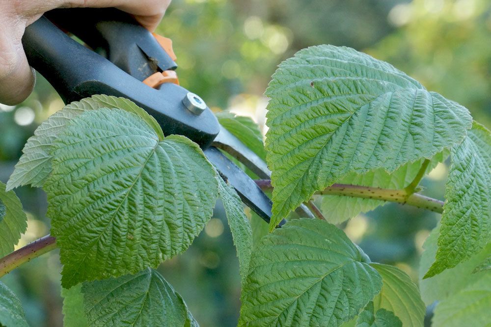 Pruning Raspberries - Everything Important About Pruning